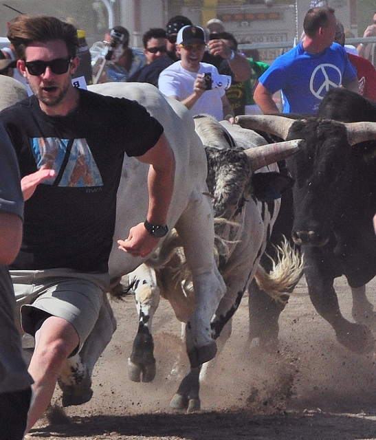 bull runners